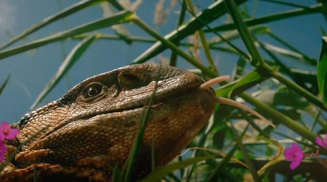 記錄片【BBC大世界小動物/隱秘王國】【英語中字】清晰1碟完整版